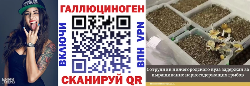 Галлюциногенные грибы Psilocybe  Таштагол 